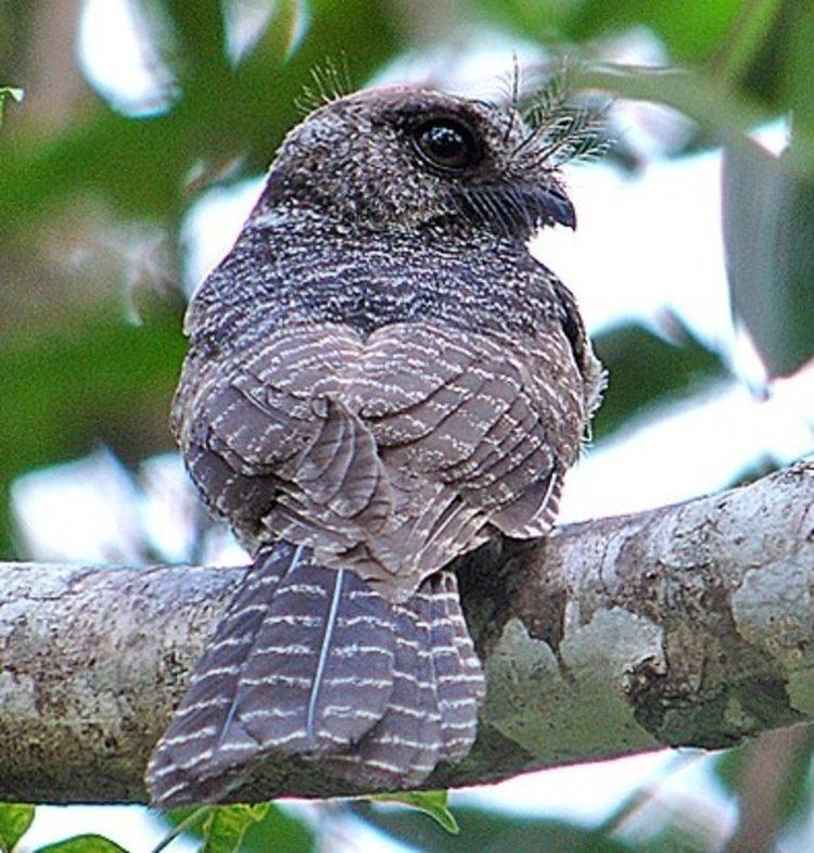 New Caledonian owlet-nightjar everybird 2017 on Twitter quotBIRD 1846 New Caledonian Owlet