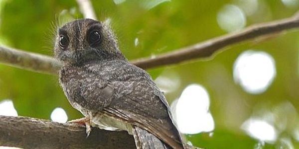 New Caledonian owlet-nightjar petition Lets do all we can to save the remaining 49 Caledonian