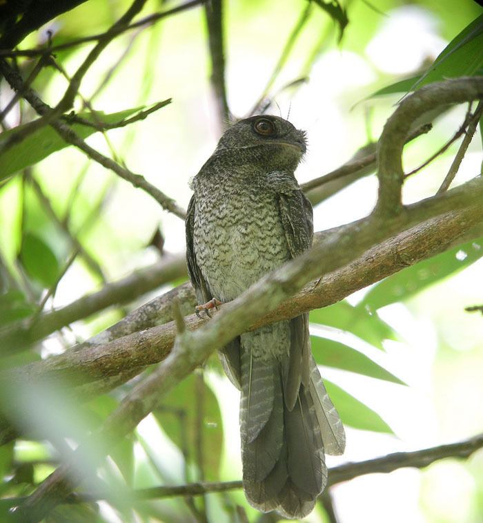 New Caledonian owlet-nightjar Aegothelidae Owletnightjars Wildlife Journal Junior