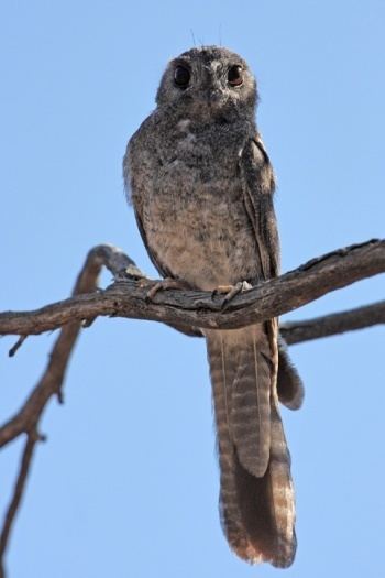 New Caledonian owlet-nightjar Australian Owletnightjar BirdForum Opus