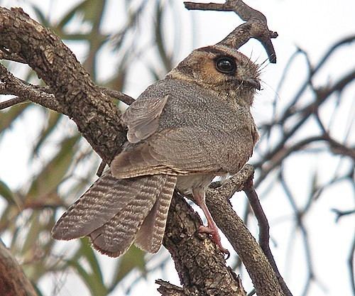 New Caledonian owlet-nightjar Down to Last Endangered Birds Species LIKETIMES for Philippines