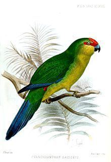 New Caledonian parakeet httpsuploadwikimediaorgwikipediacommonsthu