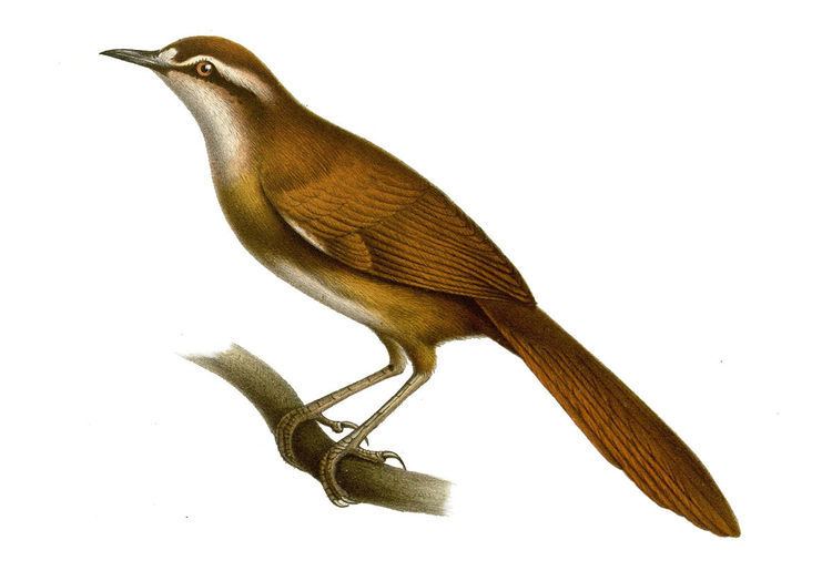 New Caledonian thicketbird
