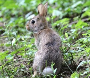 New England cottontail New England Cottontail Survey NYS Dept of Environmental Conservation