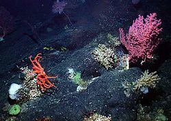 New England Seamounts New England Seamount chain Wikiwand