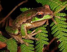 New England tree frog httpsuploadwikimediaorgwikipediacommonsthu