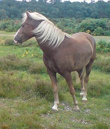 New Forest pony httpsuploadwikimediaorgwikipediacommonsthu