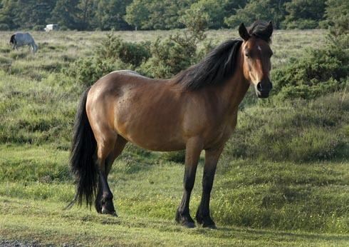 New Forest pony Horse breeds fact file New Forest ponies Horse amp Hound