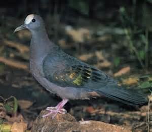 New Guinea bronzewing More on Henicophaps albifrons New Guinea Bronzewing