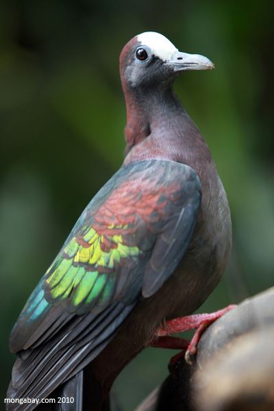 New Guinea bronzewing New Guinea Bronzewing Pigeon Henicophaps albifrons