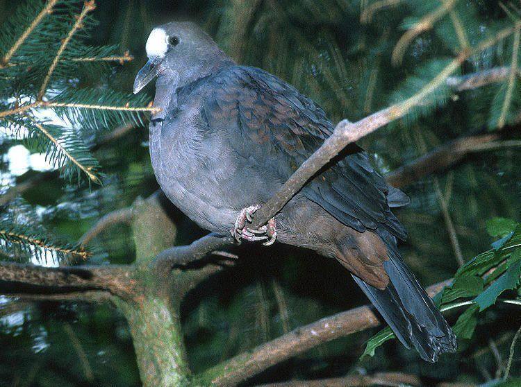 New Guinea bronzewing Genus Henicophaps New Guinea Bronzewing or Black Bronzewing pigeon