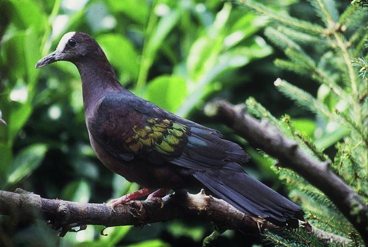New Guinea bronzewing New Guinea bronzewing Henicophaps albifrons Doves amp Pigeons