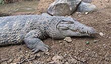 New Guinea crocodile httpsuploadwikimediaorgwikipediacommonsthu