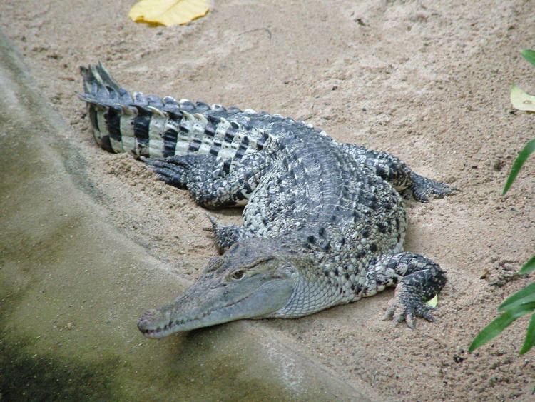 New Guinea crocodile New Guinea Crocodile Crocodylus novaeguinae