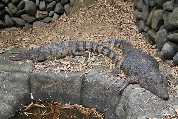 New Guinea crocodile New Guinea Crocodile Crocodylus novaeguineae ZooChat