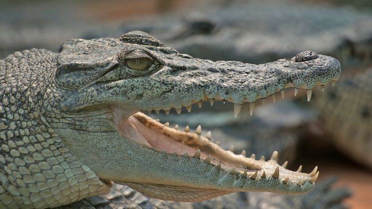 New Guinea crocodile BBC Two New Guinea crocodile Tribes Predators amp Me Crocodile