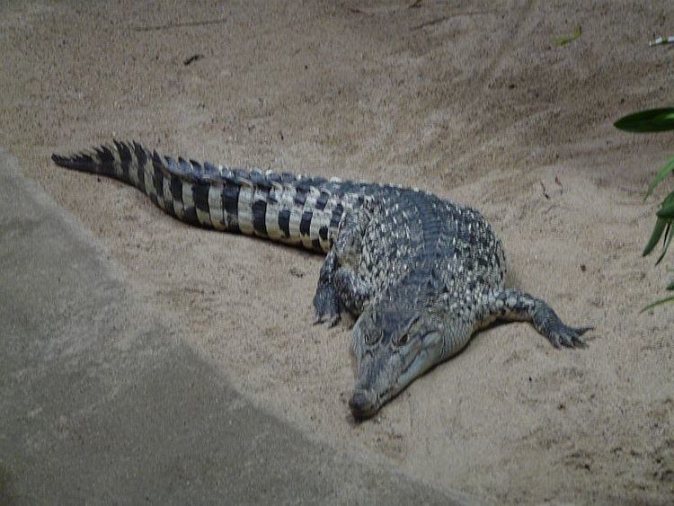 New Guinea crocodile Image Crocodylus novaeguineae New Guinea Crocodile BioLibcz