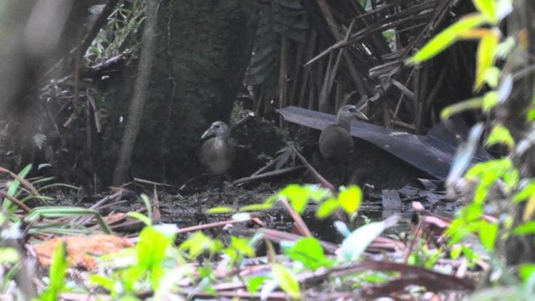 New Guinea flightless rail wwwhbwcomsitesdefaultfilesstylesibc1kpubl