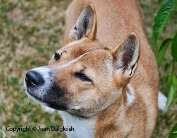 New Guinea singing dog New Guinea Singing Dog Conservation Society The Official Website