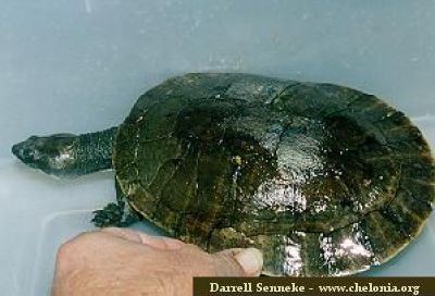 New Guinea snapping turtle wwwcheloniaorgebranderhorstiiDS2jpg