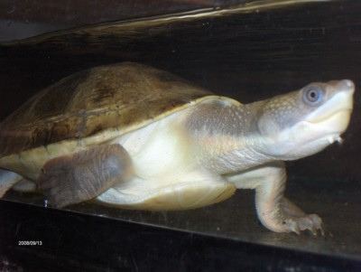 New Guinea snapping turtle SW England pair of new guinea snapping turtles Reptile Forums