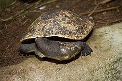 New Guinea snapping turtle New Guinea snapping turtle Wikipedia