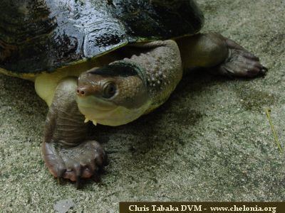 New Guinea snapping turtle Elseya Gallery