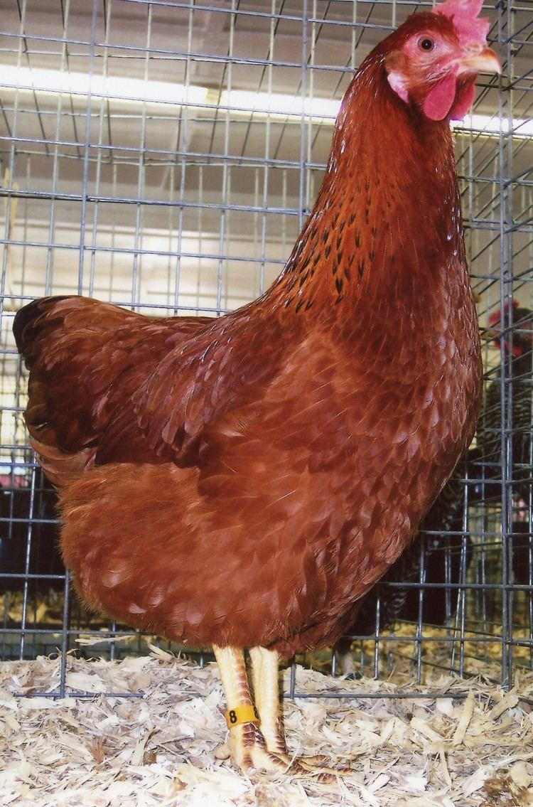 New Hampshire chicken New Hampshire Red Baby Chickens for Sale Cackle Hatchery