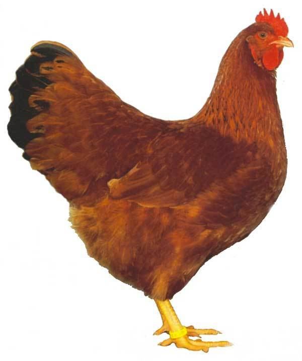 New Hampshire chicken New Hampshire Red For Sale Chickens Breed Information Omlet