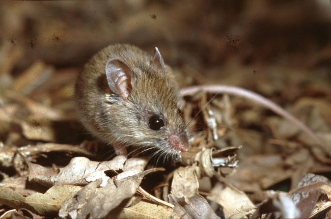 New Holland mouse New Holland mouse Pseudomys novaehollandiae Department of