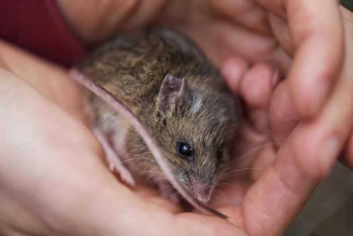 New Holland mouse The hunt for the New Holland mouse Off Track ABC Radio National