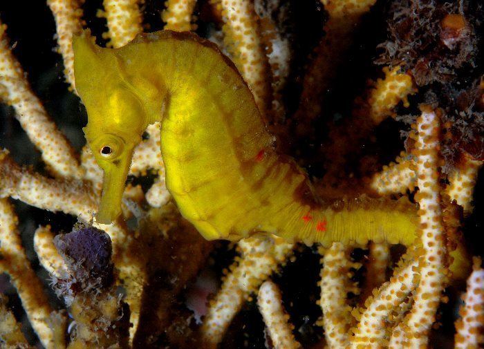 New Holland seahorse fishesofaustralianetauImagesImageHippocampusw