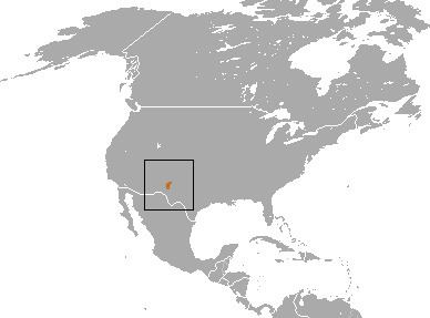 New Mexico shrew httpsuploadwikimediaorgwikipediacommonsee