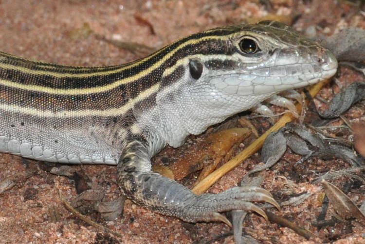 New Mexico whiptail 5 Animals That May Prove the Male Sex Is A Product Of Evolution