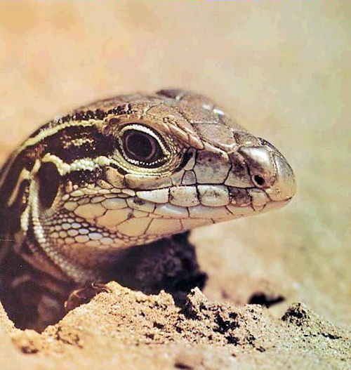 New Mexico whiptail New Mexico Whiptail Lizard State Symbols USA