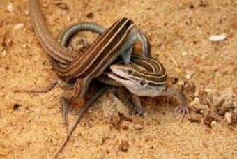 New Mexico whiptail New Mexico Whiptail Lizards are All Females