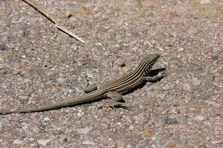 New Mexico whiptail Lesbian Lizards a Hybrid Species Out of New Mexico Guardian