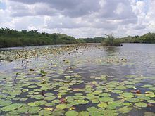 New River (Belize) httpsuploadwikimediaorgwikipediacommonsthu