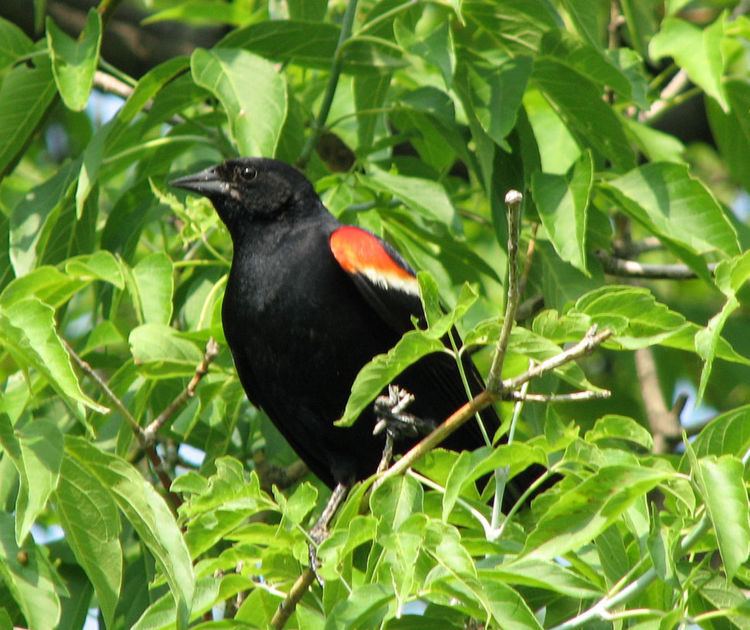 New World blackbird