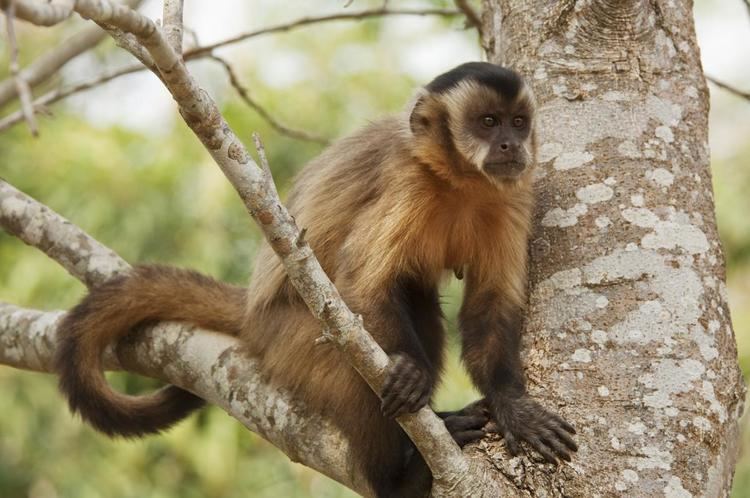 New World monkey Surprisingly Versatile Characteristics of New World Monkeys