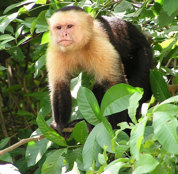 New World monkey Male New World monkeys attract females by washing in urine