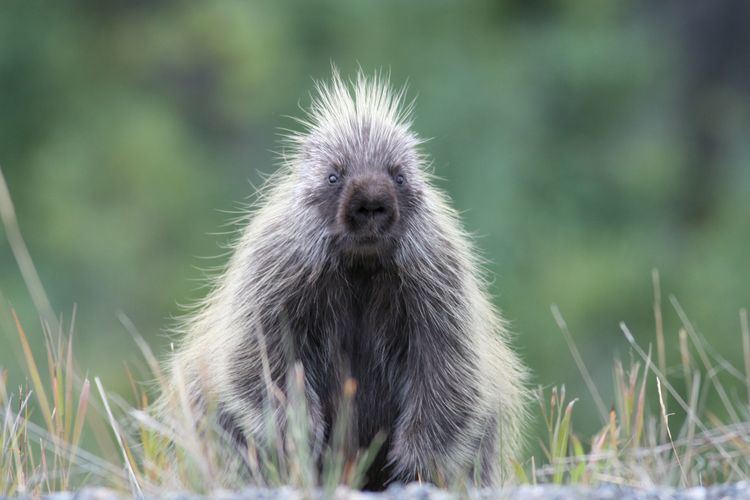 New World porcupine httpsidfgidahogovspeciessitesdefaultfiles