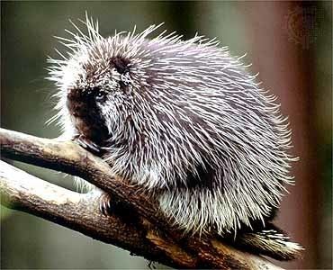 New World porcupine porcupine rodent Britannicacom