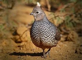 New World quail Browse by Bird Family taxonomy New World Quail All About Birds
