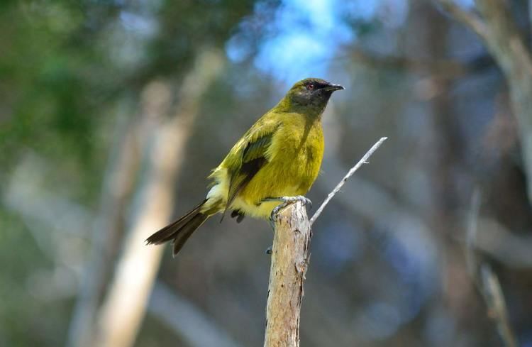 New Zealand bellbird Bellbirdkorimako New Zealand native land birds