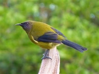 New Zealand bellbird Bellbird Tiritiri Matangi Project