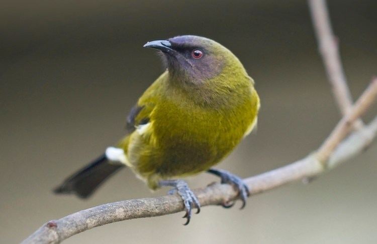 New Zealand bellbird New Zealand Bellbird Song YouTube