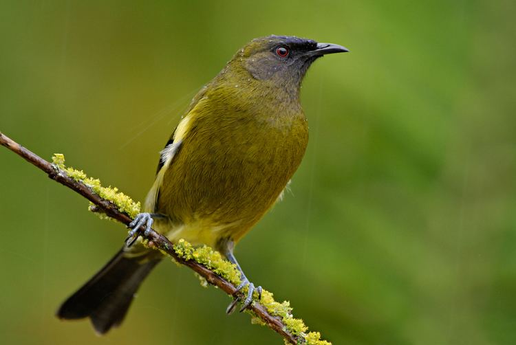 New Zealand bellbird nzbirdsonlineorgnzsitesallfilesBellbird2jpg