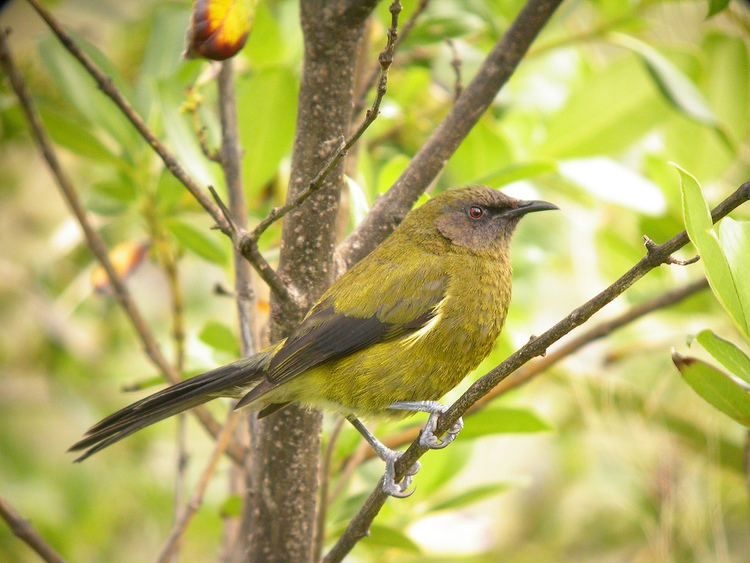 New Zealand bellbird Mystery bird New Zealand bellbird Anthornis melanura