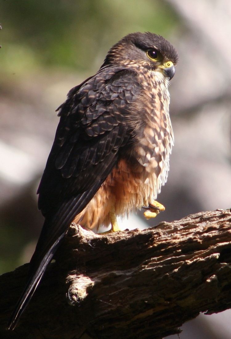 New Zealand falcon httpsuploadwikimediaorgwikipediacommons11